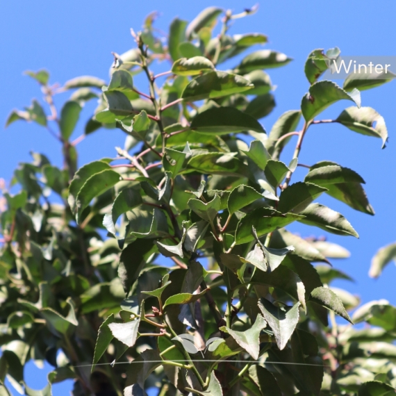 Prunus lusitanica Angustifolia | Gardline