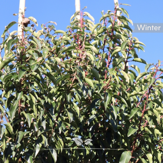 Prunus lusitanica Angustifolia | Gardline