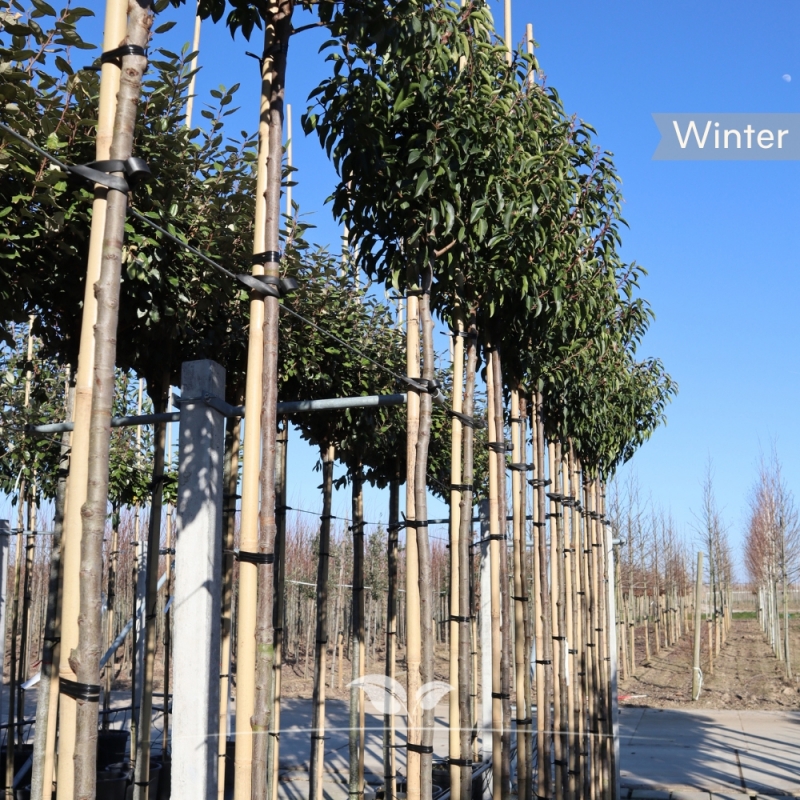 Prunus lusitanica Angustifolia | Gardline