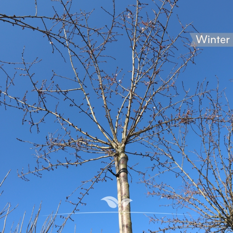 Japanse Sierkers Autumnalis Rosea - Roze Winterkers Autumnalis - Prunus subhirtella Autumnalis Rosea | Gardline