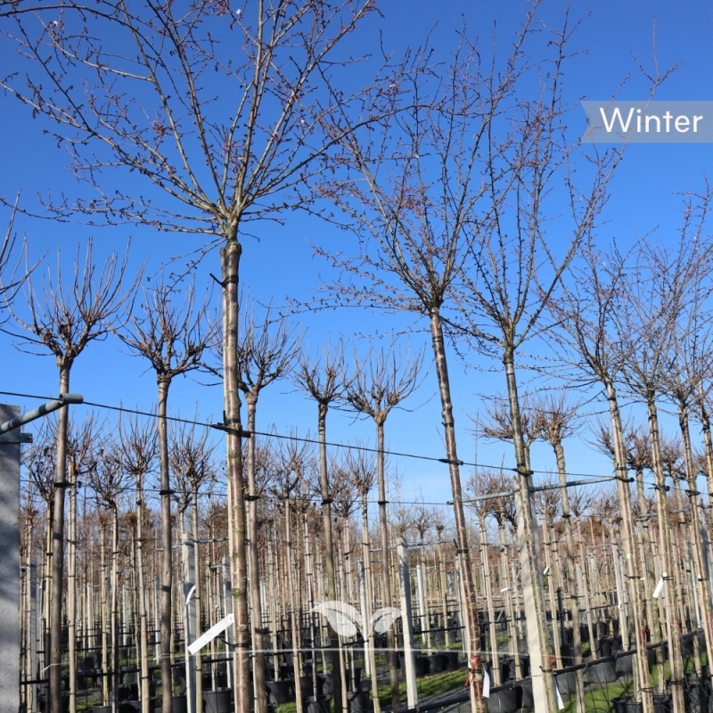 Japanse Sierkers Autumnalis Rosea - Roze Winterkers Autumnalis - Prunus subhirtella Autumnalis Rosea | Gardline