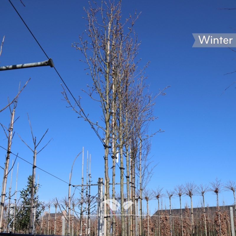 Sierpeer Chanticleer - Chinese Sierpeer - Pyrus calleryana Chanticleer | Gardline