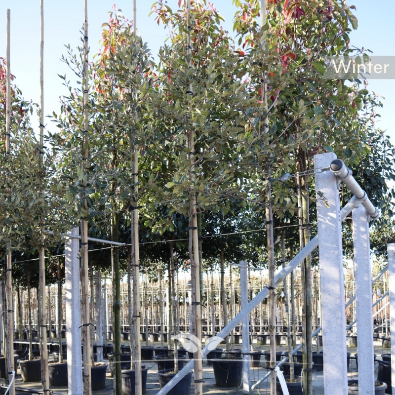 Steeneik - Groenblijvende Steeneik - Quercus Ilex | Gardline
