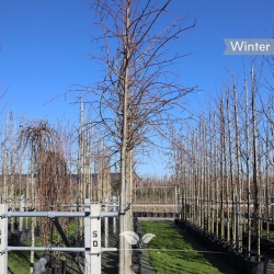 Koningslinde Pallida (Tilia...