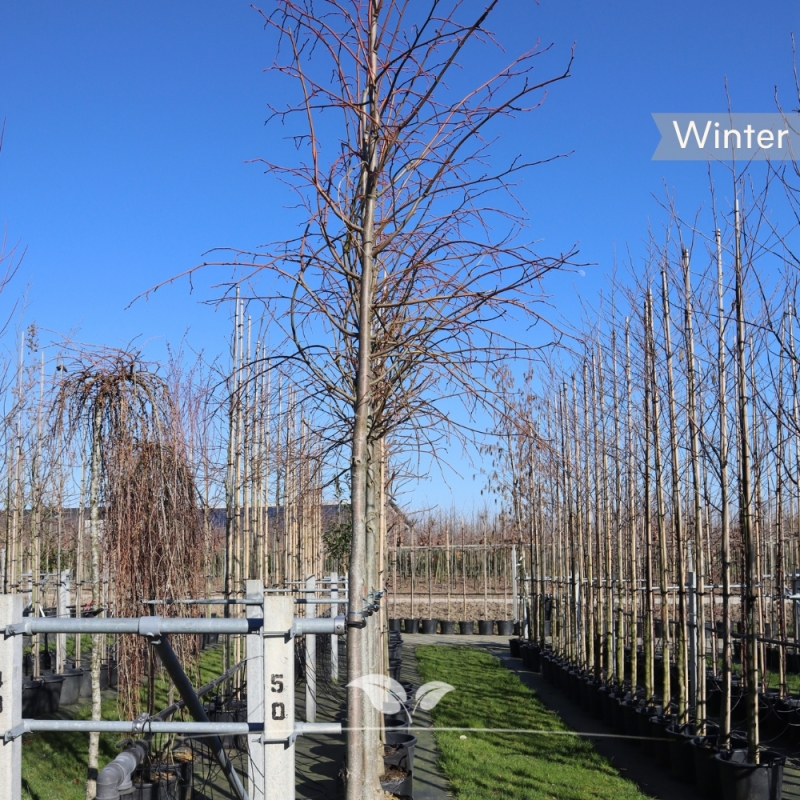 Koningslinde Pallida - Tilia europaea Pallida | Gardline