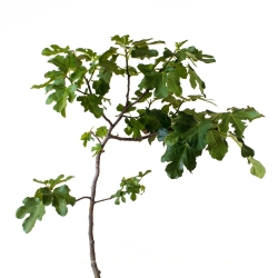 Vijgenboom - Vijg (Ficus...