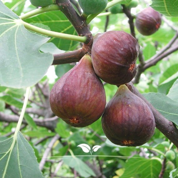 Ficus carica | Gardline