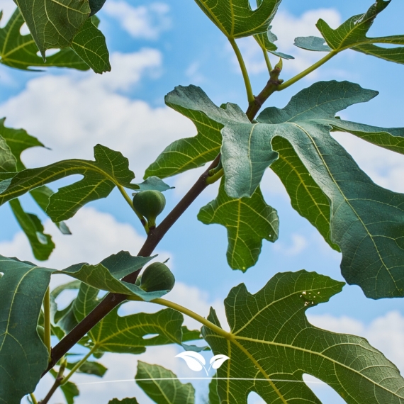 Ficus carica | Gardline