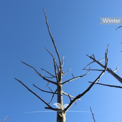 Walnotenboom - Gewone...