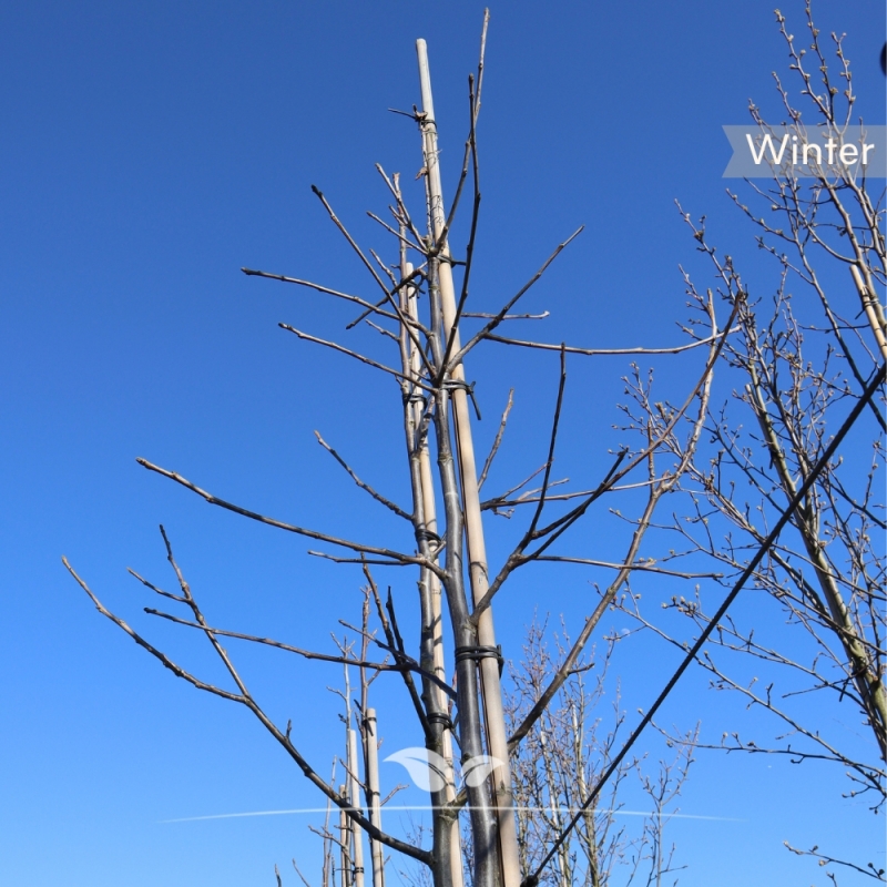 Walnotenboom - Gewone Walnoot - Okkernoot - Juglans regia | Gardline