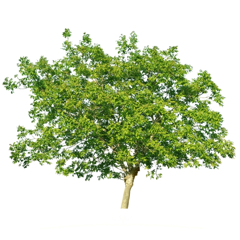 Walnotenboom - Gewone Walnoot - Okkernoot - Juglans regia | Gardline