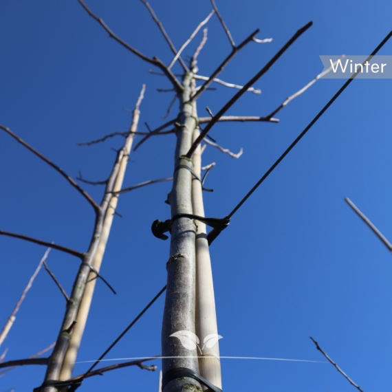 Walnotenboom Buccaneer - Walnoot Buccaneer - Okkernoot Buccaneer - Juglans regia Buccaneer | Gardline Walnotenboom Buccaneer - Walnoot Buccaneer - Okkernoot Buccaneer - Juglans regia Buccaneer | Gardline