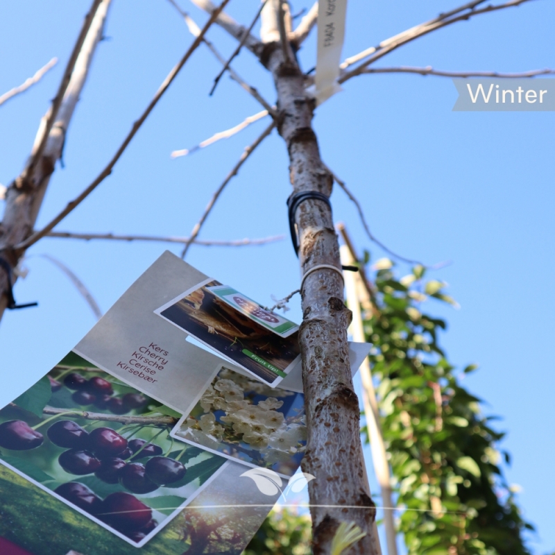 Kersenboom Kordia - Zoete Kers - Prunus avium Kordia - Fruitboom | Gardline