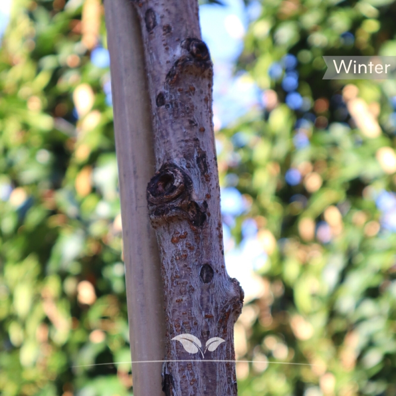 Kersenboom Kordia - Zoete Kers - Prunus avium Kordia - Fruitboom | Gardline