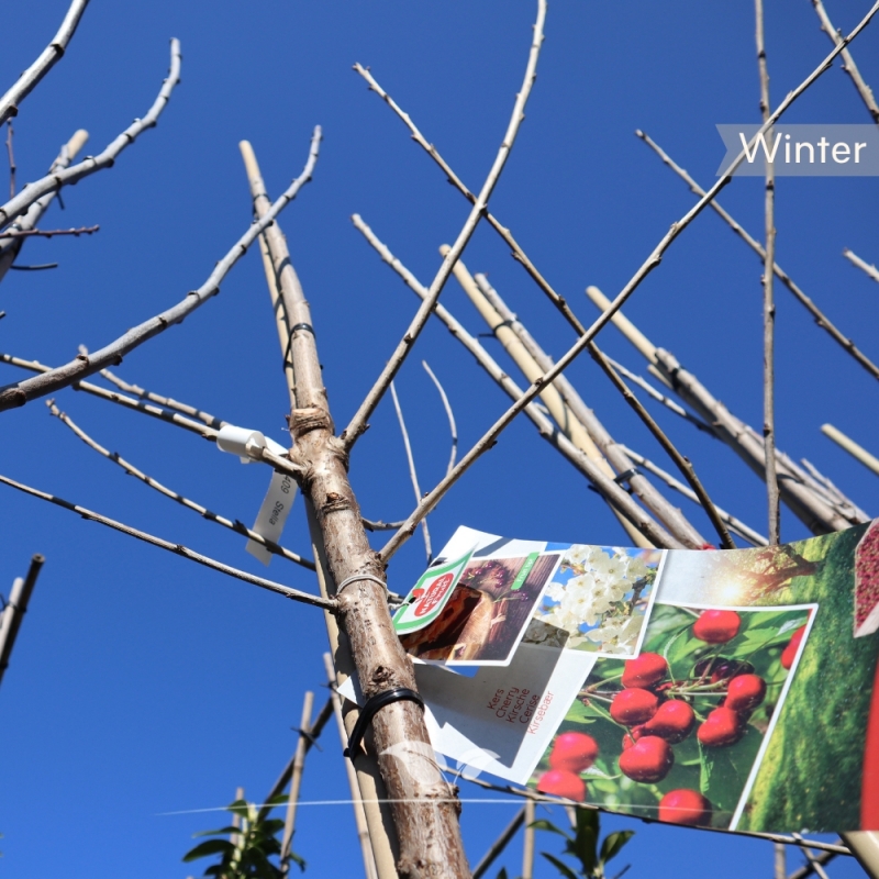 Kersenboom Stella - Zoete Kers - Prunus avium Stella - Fruitboom | Gardline