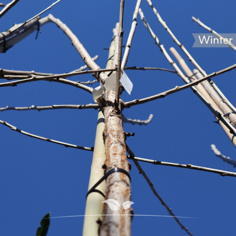 Kersenboom Lapins - Zoete Kers - Prunus avium Lapins - Fruitboom | Gardline