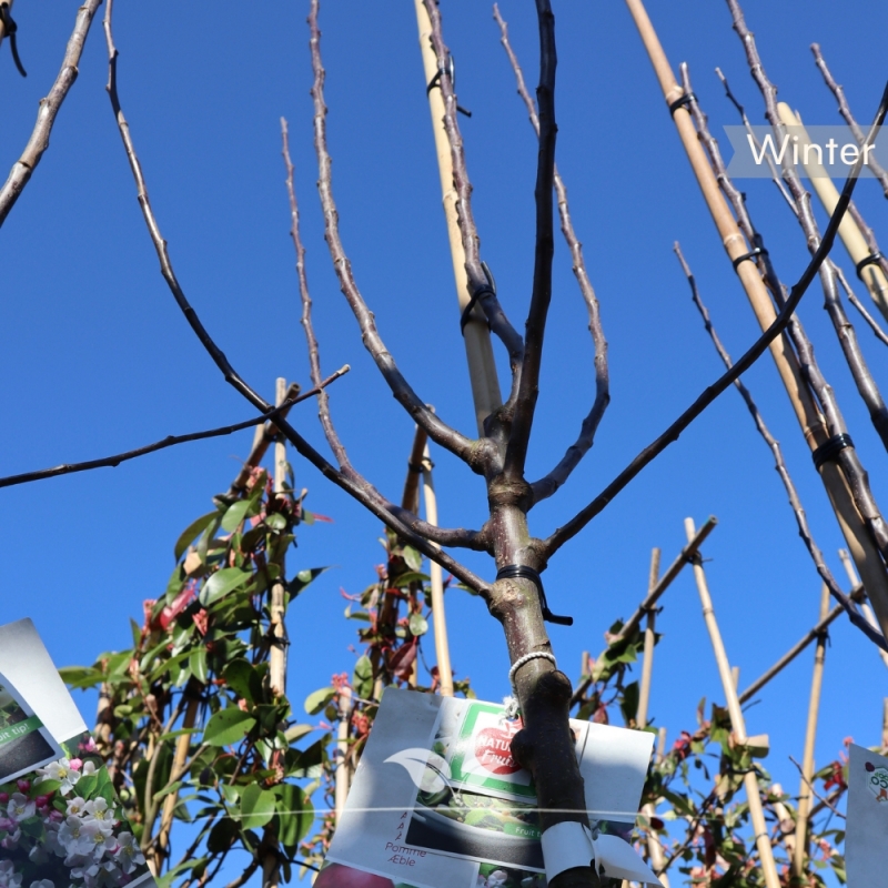 Appel Gloster - Bewaarappel - Malus domestica Gloster - Fruitboom | Gardline