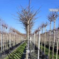 Bolamberboom (Liquidambar...
