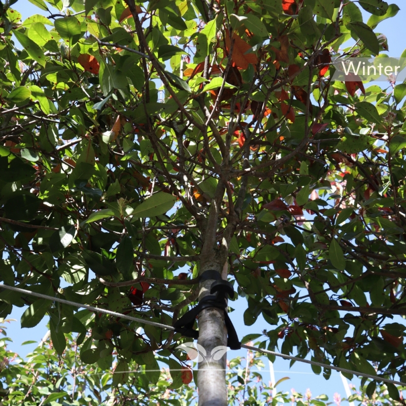 Bolphotinia - Bol-Glansmispel Red Robin - Photinia fraseri Red Robin | Gardline