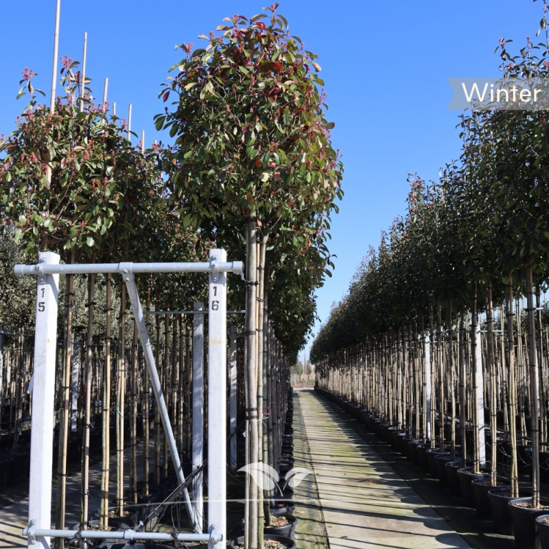 Bolphotinia - Bol-Glansmispel Red Robin - Photinia fraseri Red Robin | Gardline