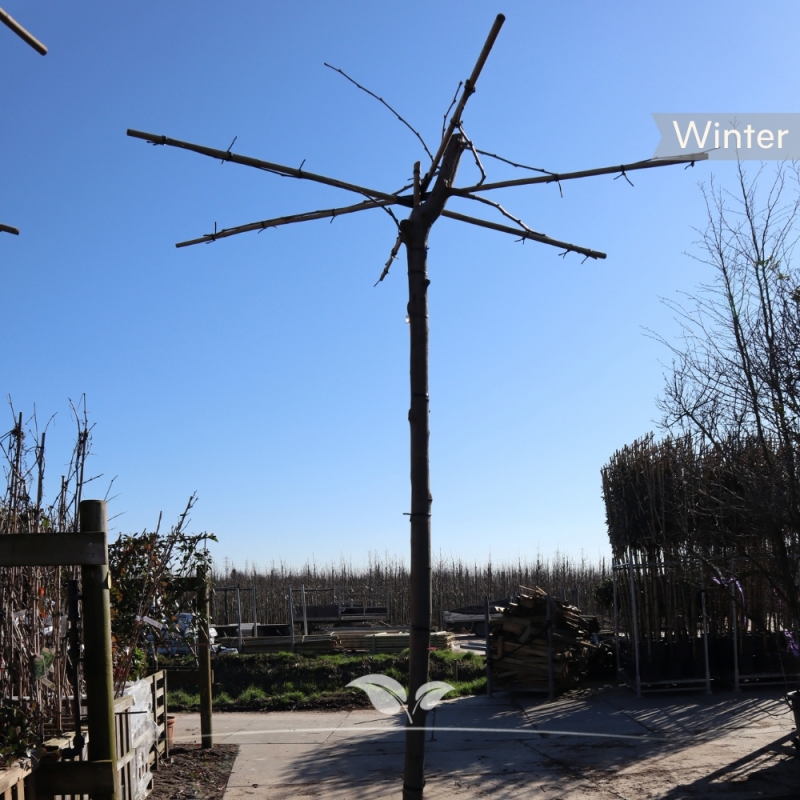 Witte Moerbei Fruitless - Morus alba Fruitless - Dakboom | Gardline