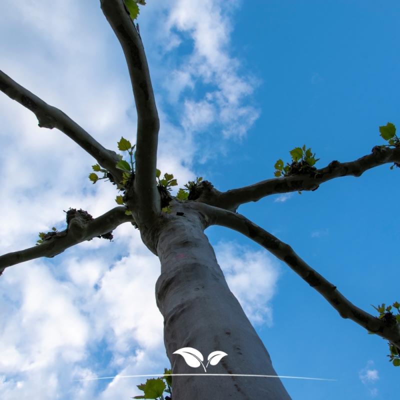 Gewone Plataan - Plataan - Platanus (acerifolia) Hispanica - Dakboom | Gardline