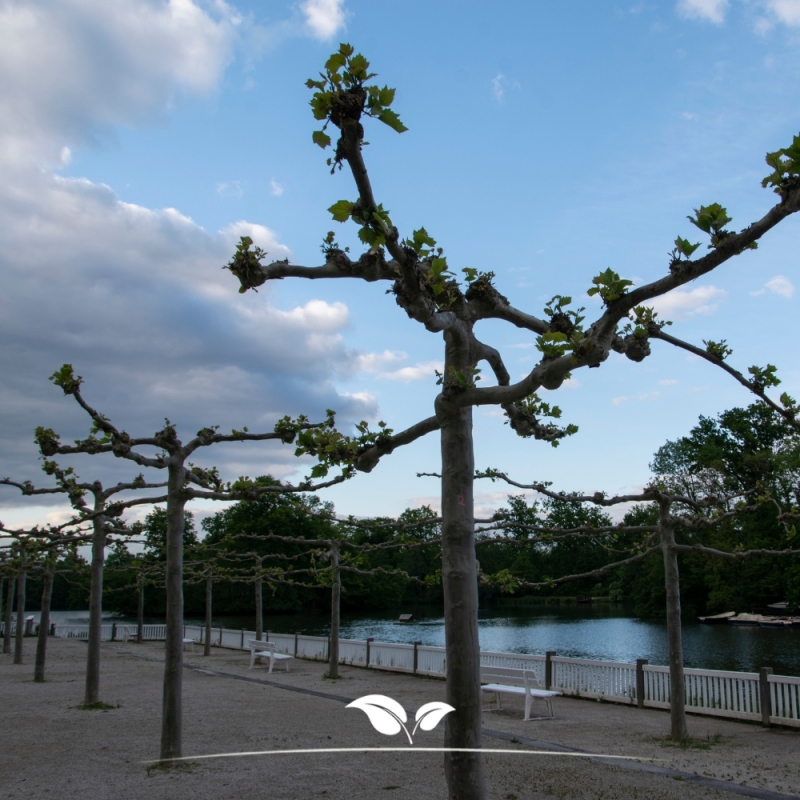 Gewone Plataan - Plataan - Platanus (acerifolia) Hispanica - Dakboom | Gardline