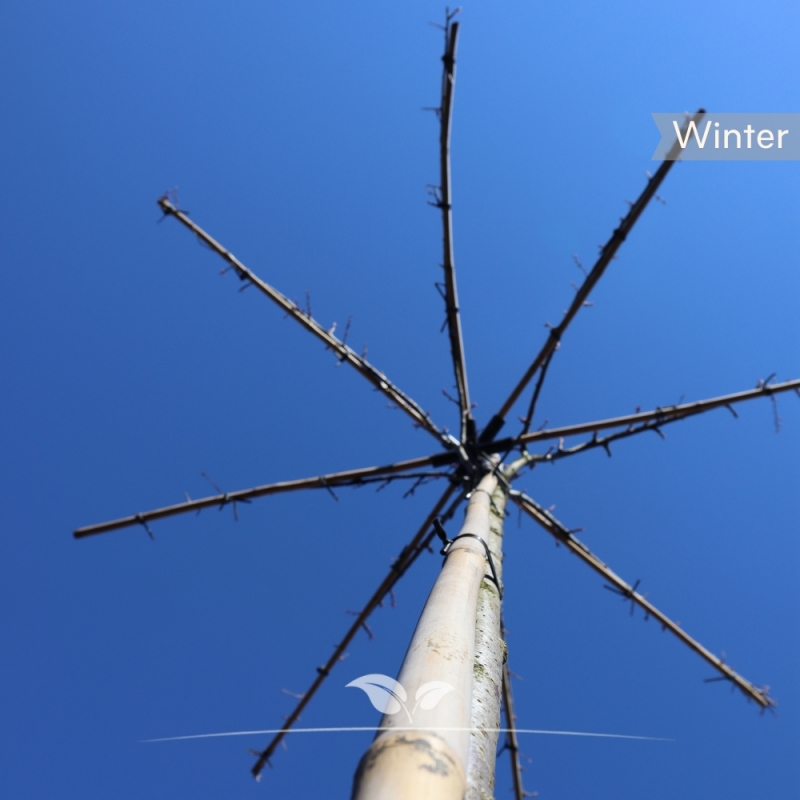 Rode Kerspruim - Sierpruim - Prunus cerasifera Nigra - Dakboom | Gardline