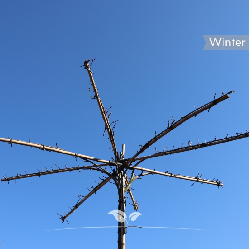 Rode Kerspruim - Sierpruim - Prunus cerasifera Nigra - Dakboom | Gardline