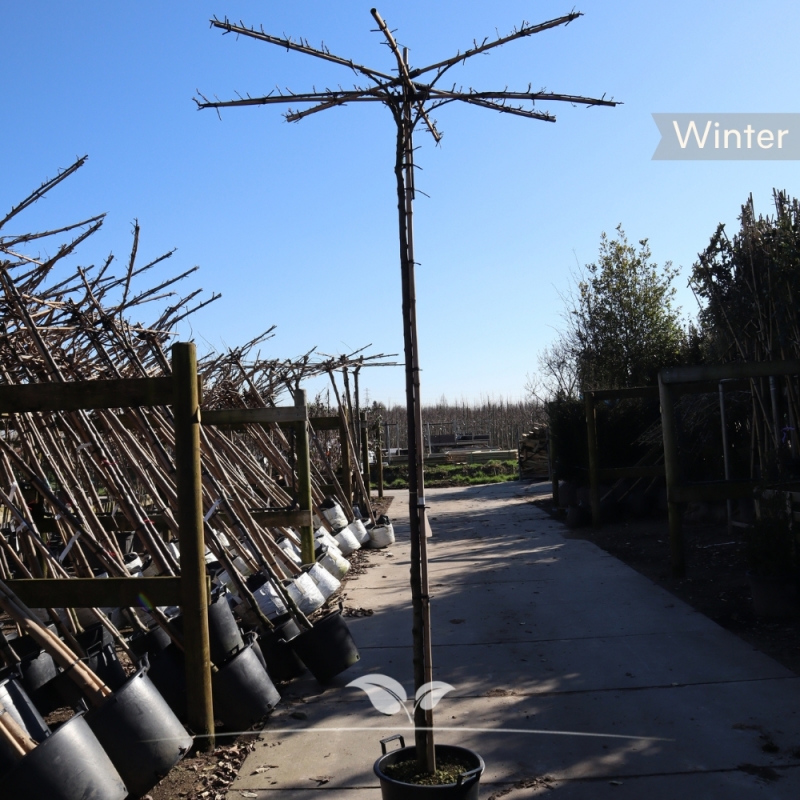 Rode Kerspruim - Sierpruim - Prunus cerasifera Nigra - Dakboom | Gardline