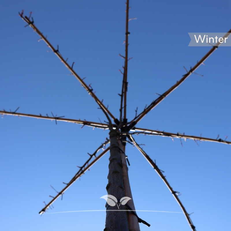 Rode Kerspruim - Sierpruim - Prunus cerasifera Nigra - Dakboom | Gardline