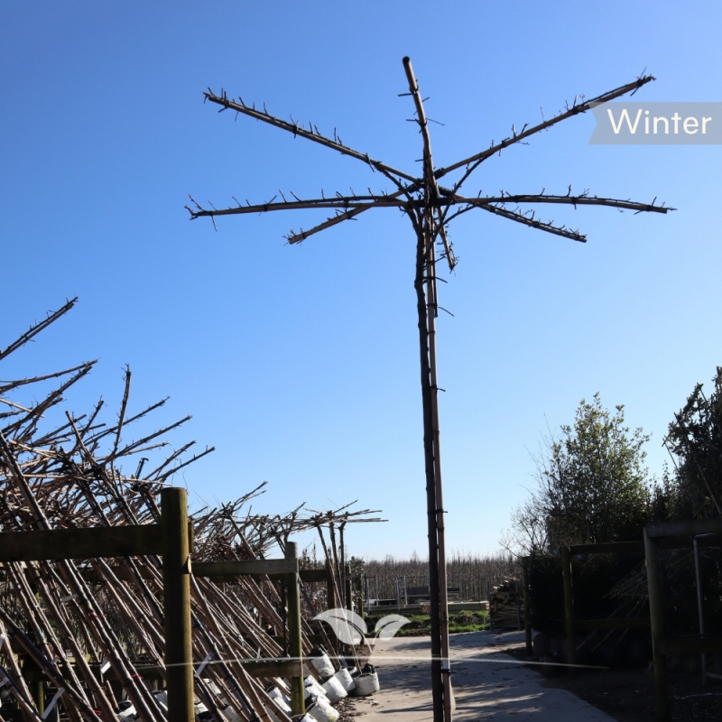 Rode Kerspruim - Sierpruim - Prunus cerasifera Nigra - Dakboom | Gardline