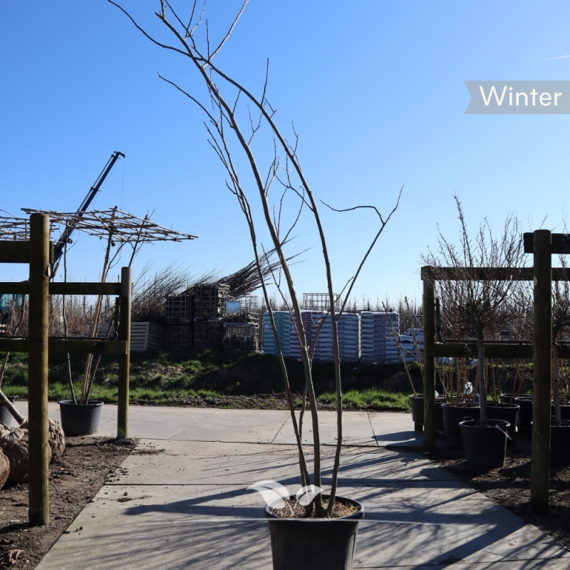 Perzische Slaapboom - Zijdeboom - Albizia julibrissin - meerstammig | Gardline