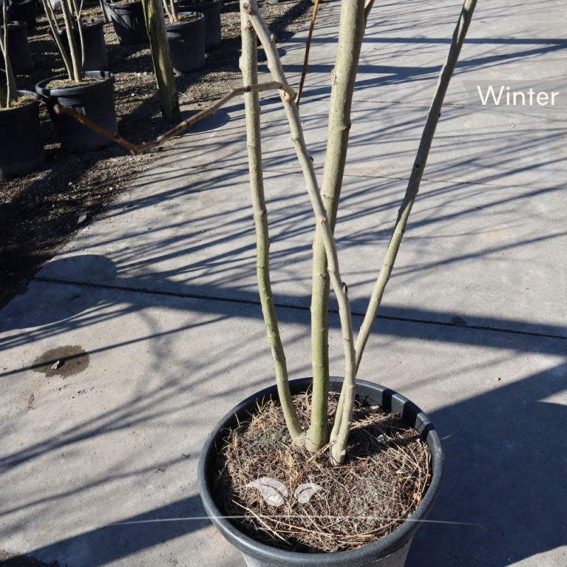 Perzische Slaapboom - Zijdeboom - Albizia julibrissin - meerstammig | Gardline