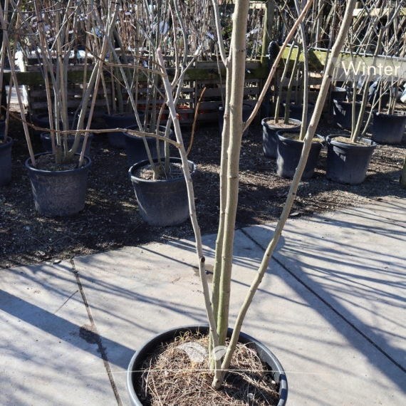 Perzische slaapboom meerstammig 200-225 cm | Gardline