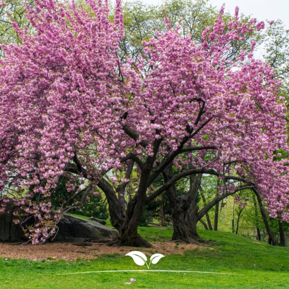 Prunus serrulata Kanzan | Gardline