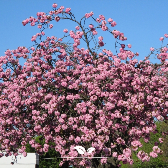 Prunus serrulata Kanzan | Gardline