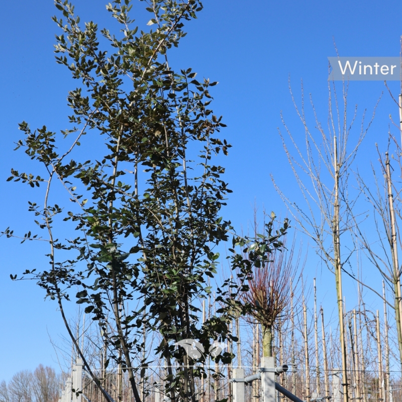 Steeneik - Groenblijvende Steeneik - Quercus Ilex - meerstammig | Gardline