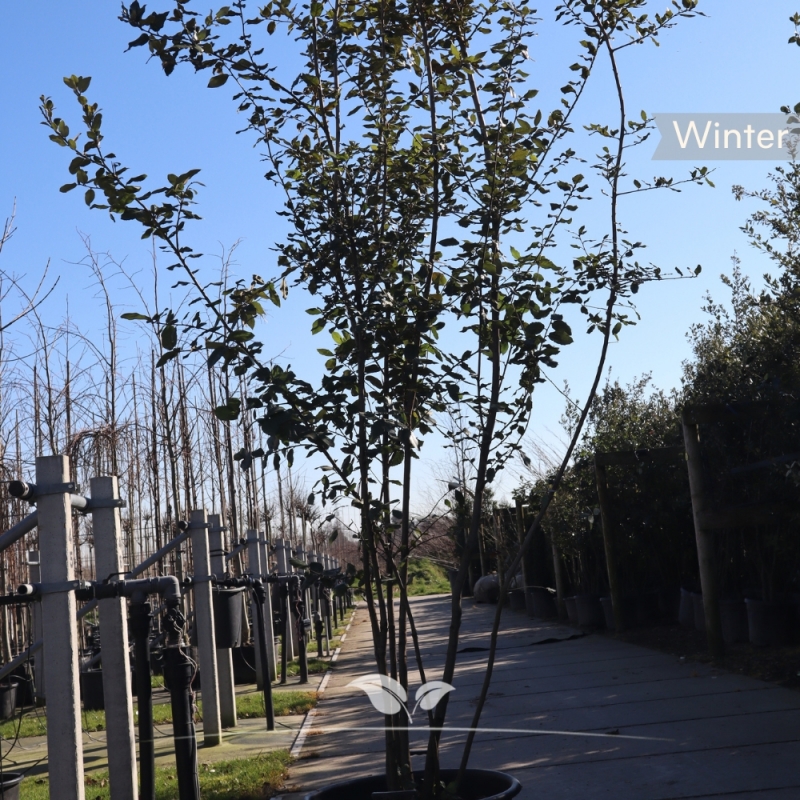 Steeneik - Groenblijvende Steeneik - Quercus Ilex - meerstammig | Gardline