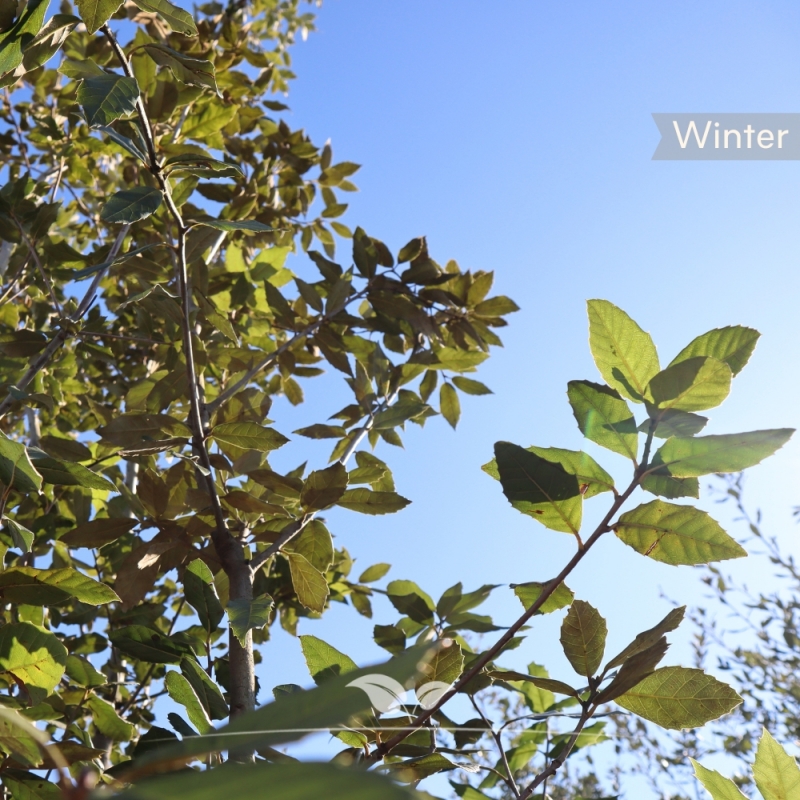 Steeneik - Groenblijvende Steeneik - Quercus Ilex - meerstammig | Gardline