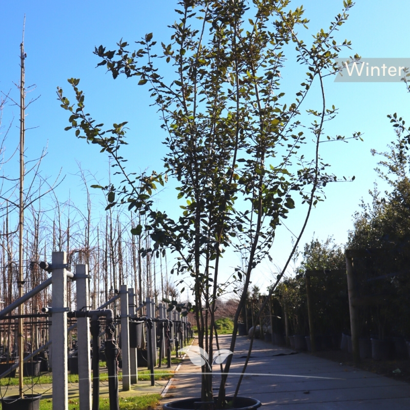 Steeneik - Groenblijvende Steeneik - Quercus Ilex - meerstammig | Gardline