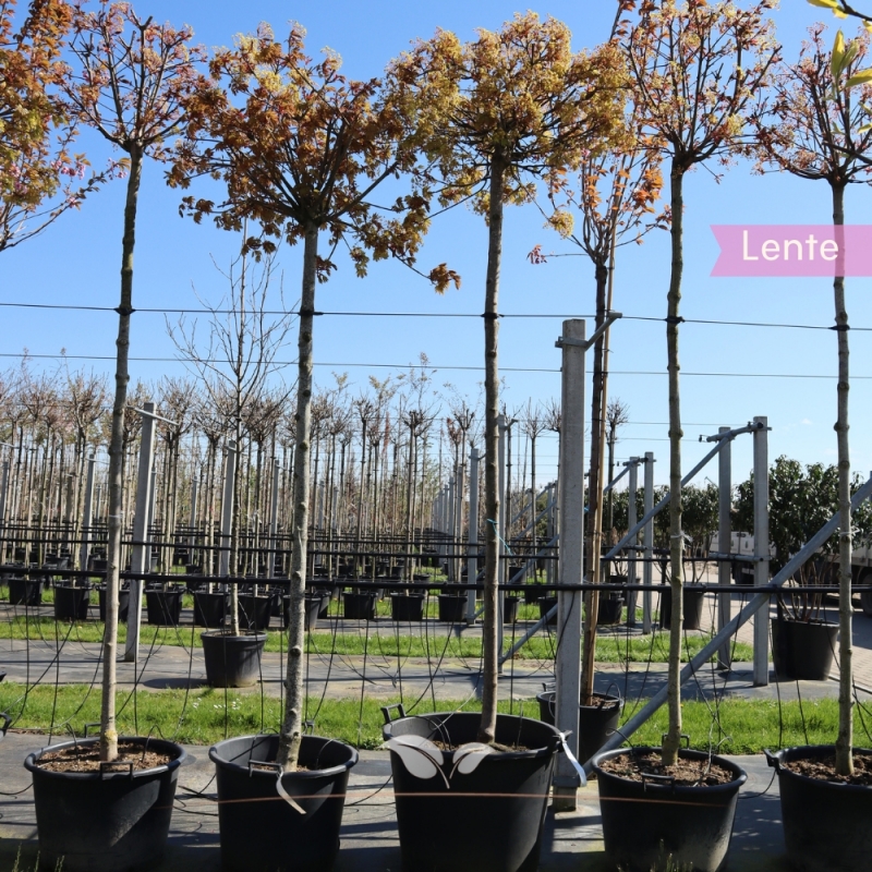 Bolesdoorn - Acer platanoides Globosum | Gardline