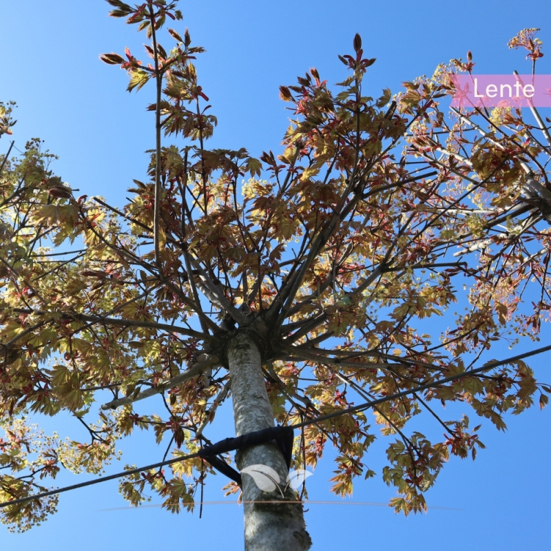 Bolesdoorn - Acer platanoides Globosum | Gardline