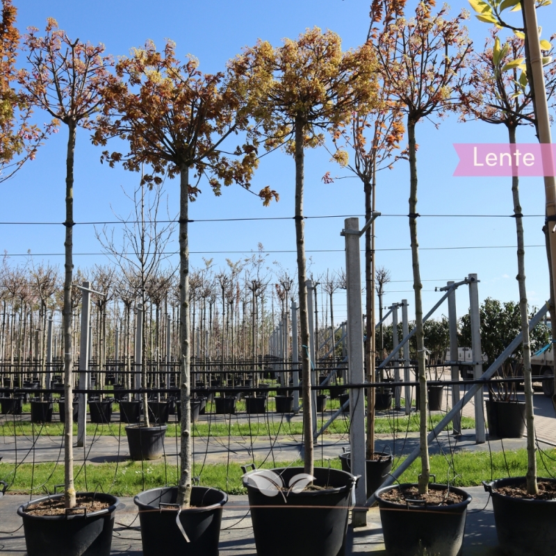 Bolesdoorn - Acer platanoides Globosum | Gardline