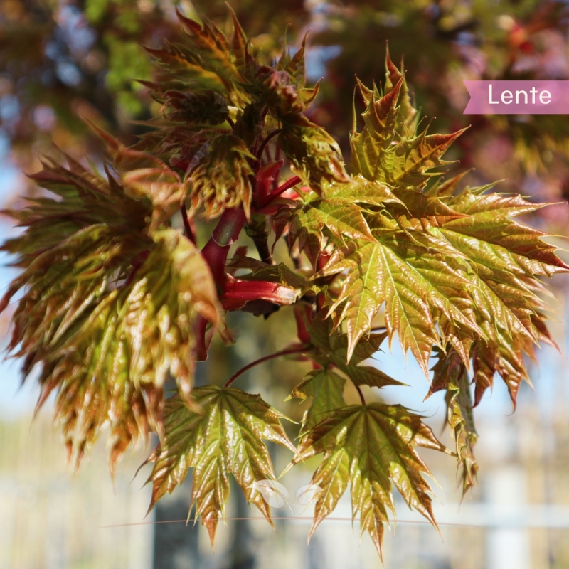 Bolesdoorn - Acer platanoides Globosum | Gardline