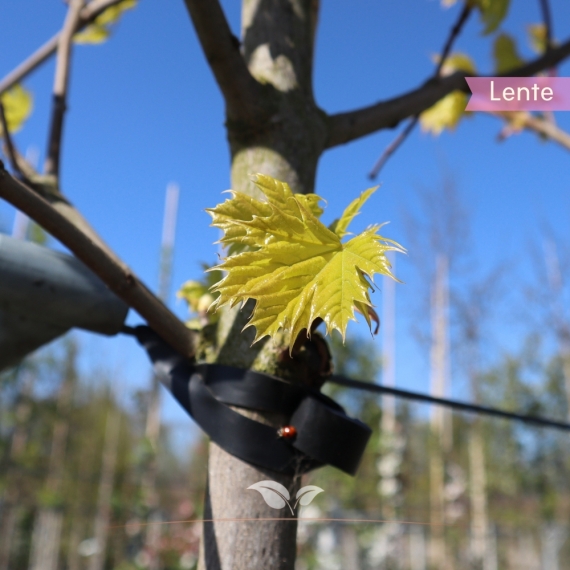 Noorse Esdoorn | Acer platanoides 'Princeton Gold' | Gardline