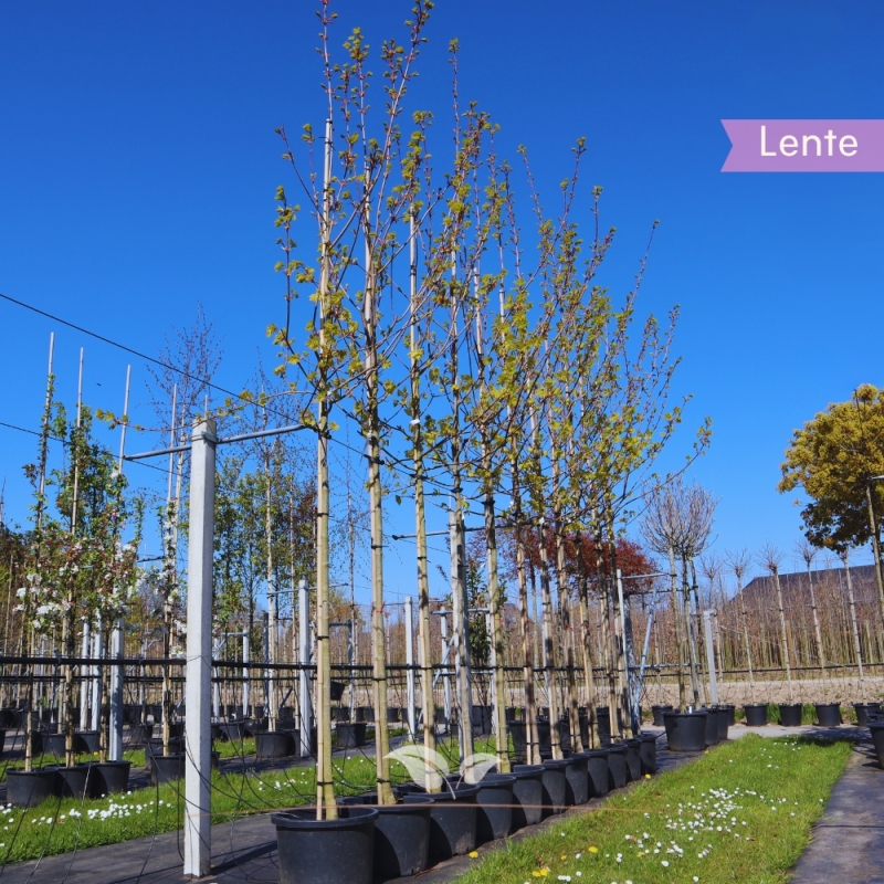 Noorse Esdoorn Princeton Gold - Acer platanoides Princeton Gold | Gardline