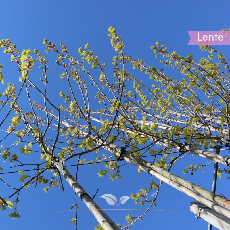 Noorse Esdoorn Princeton Gold - Acer platanoides Princeton Gold | Gardline