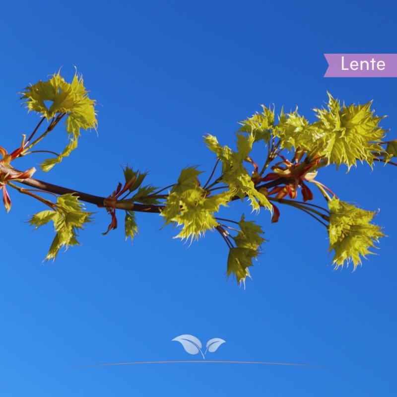 Noorse Esdoorn Princeton Gold - Acer platanoides Princeton Gold | Gardline