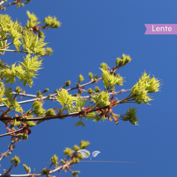 Noorse Esdoorn | Acer platanoides 'Princeton Gold' | Gardline